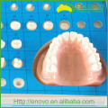 EN-G14 Factory Directly Shipping Teeth Preparation Model for Training Education